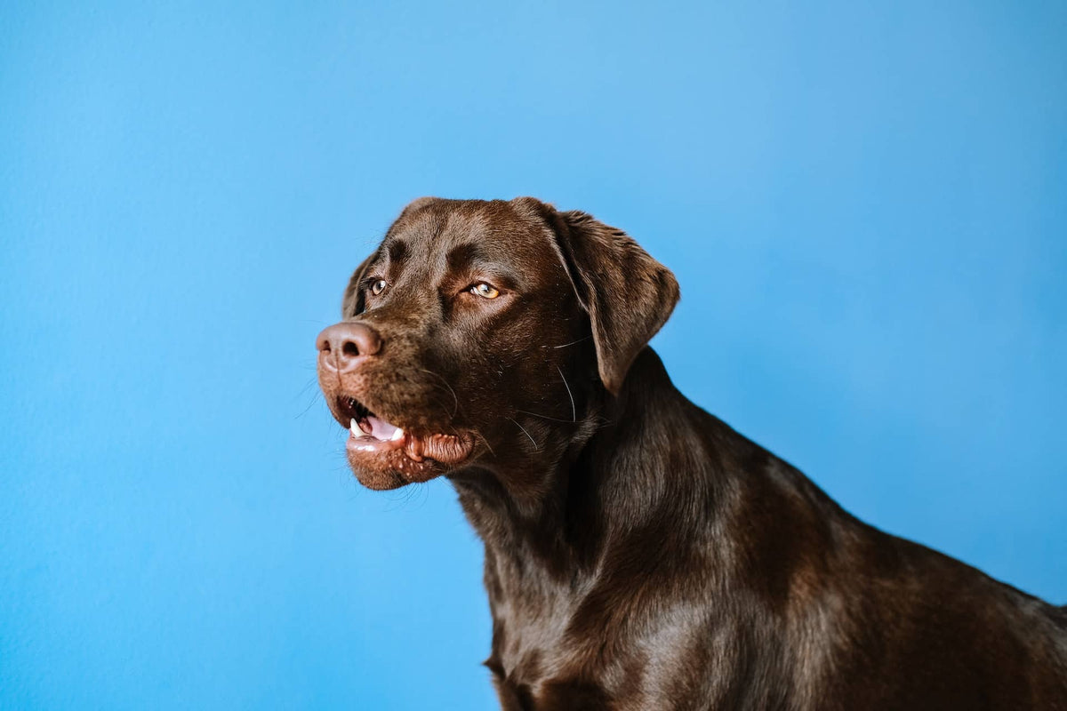 How Many Treats Should I Give My Dog A Day Lord Jameson how-many-treats-should-i-give-my-dog-a-day-lord-jameson