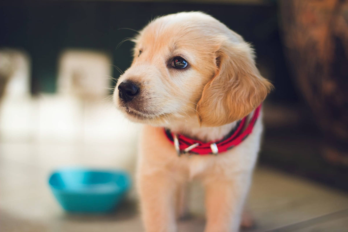 Best dog foods for allergies online