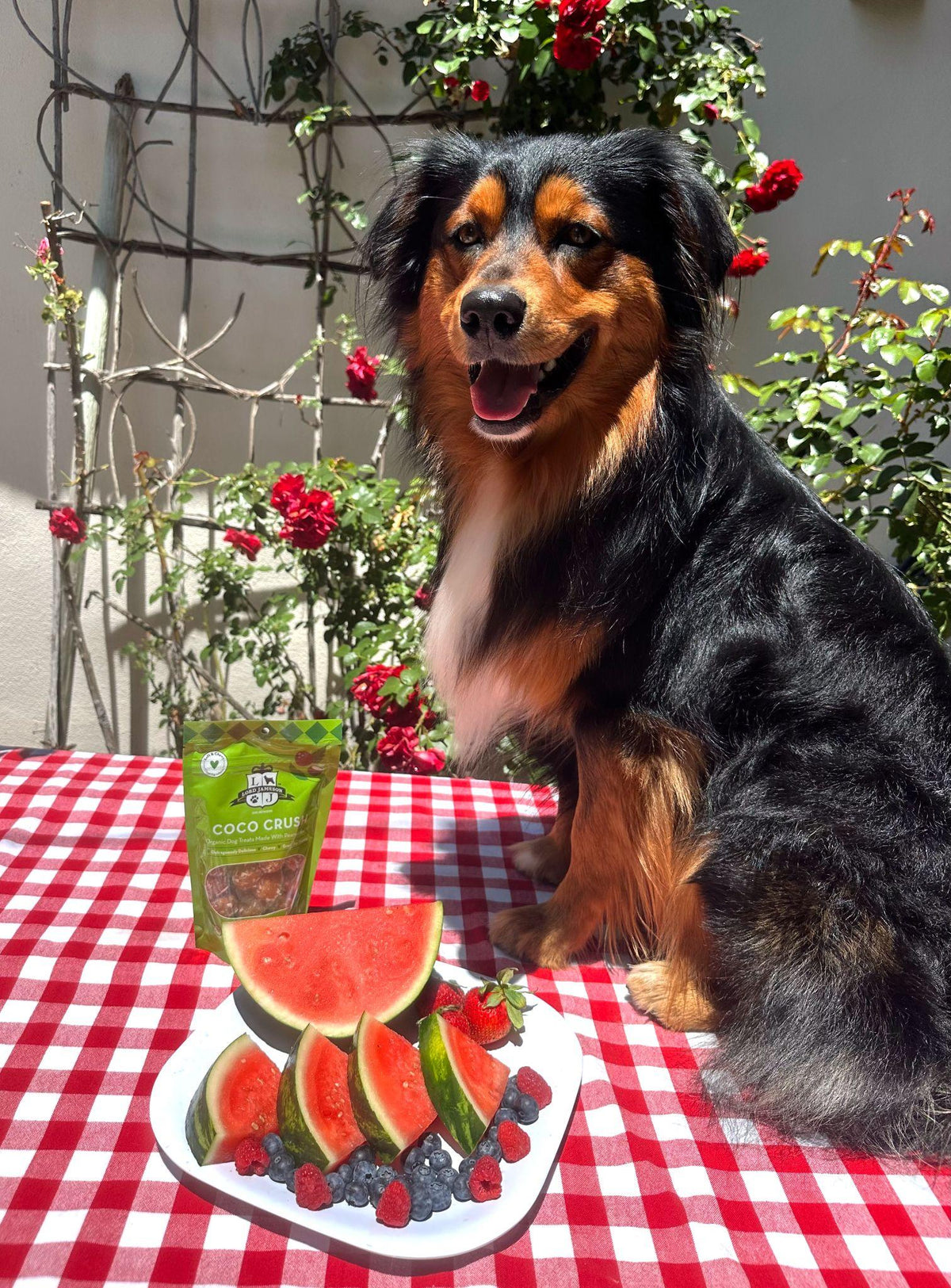 Healthy summer dog treats made with watermelon