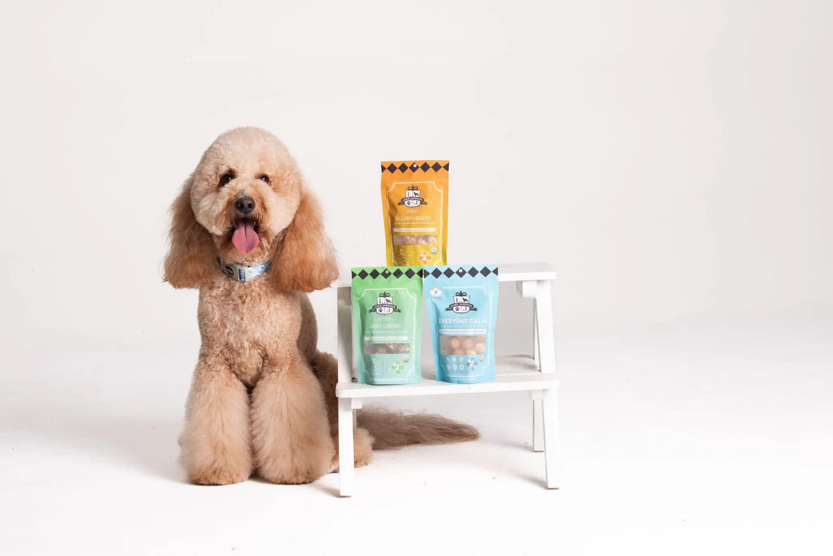 Dog enjoying treats for a sensitive stomach