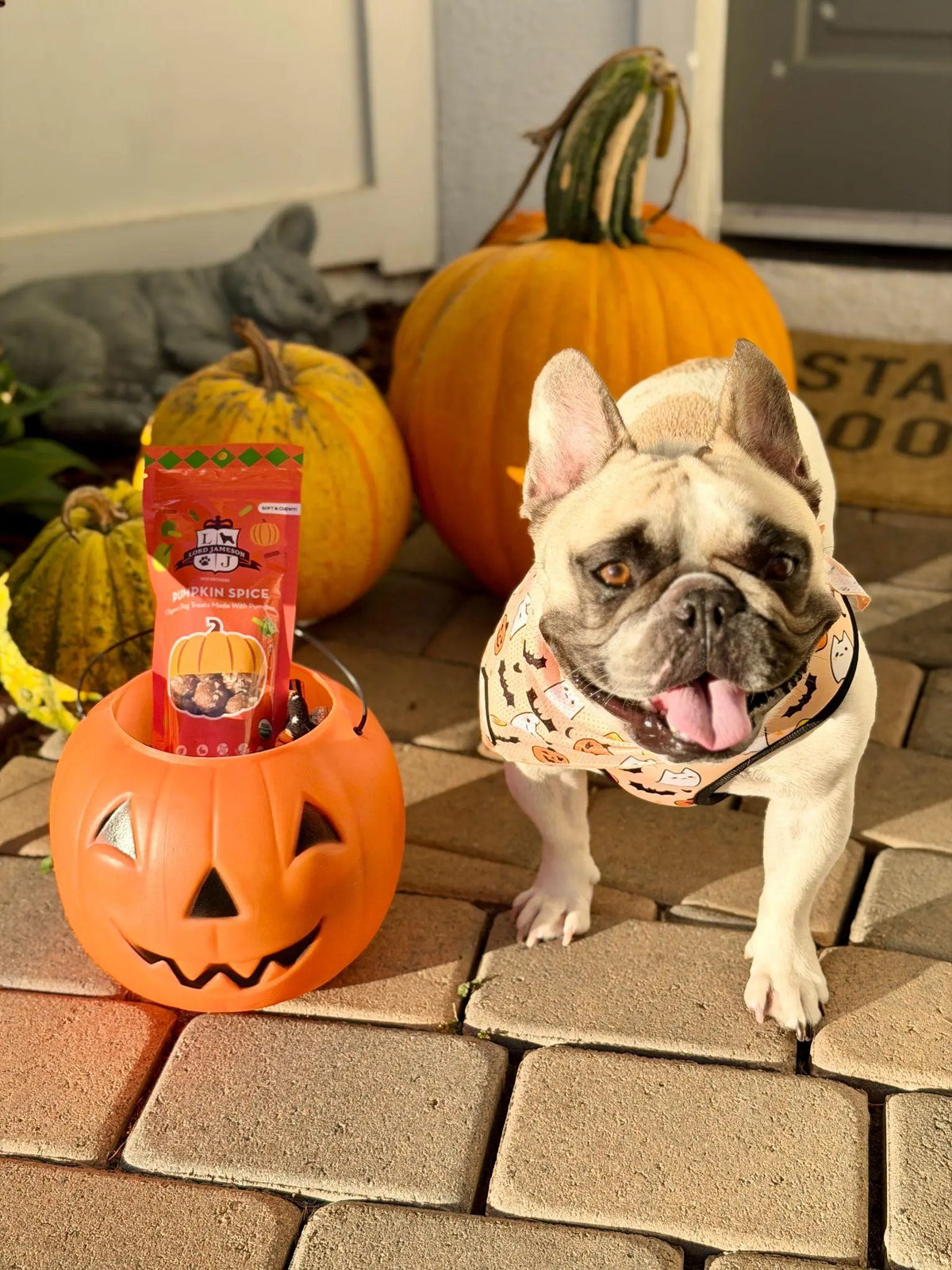 Healthy pumpkin treat for dogs