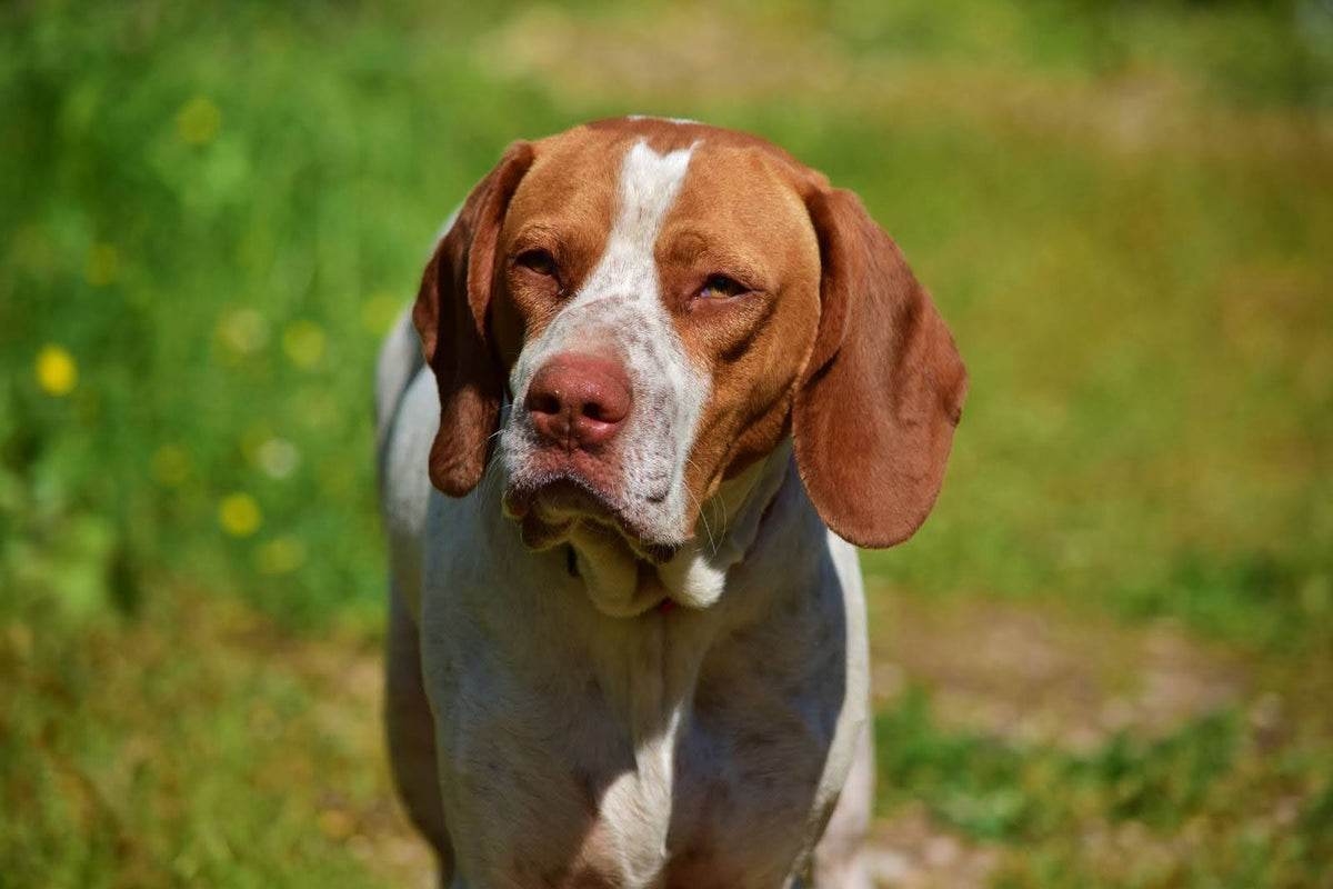 Brown and white dog standing outdoors.