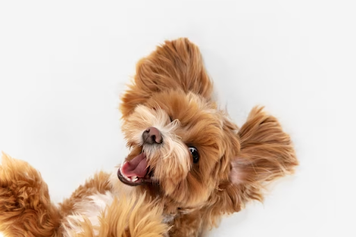 The Ultimate Guide to 5 Diabetes-Friendly Treats for Dog’s Optimal Canine Health