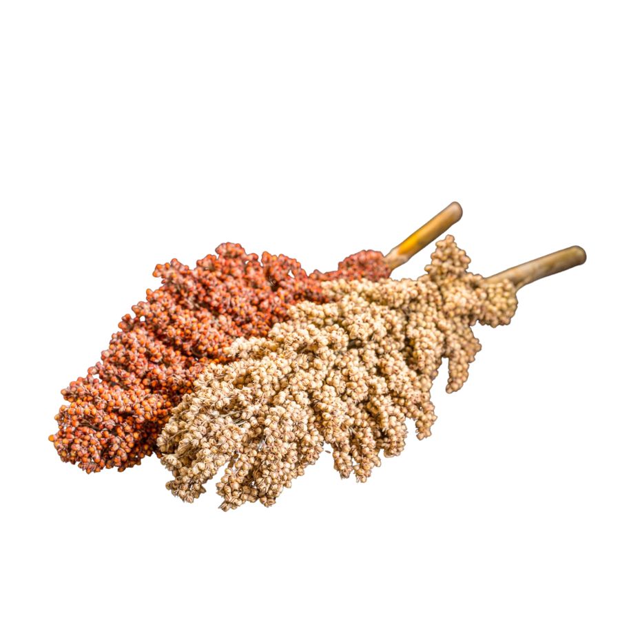 Sorghum