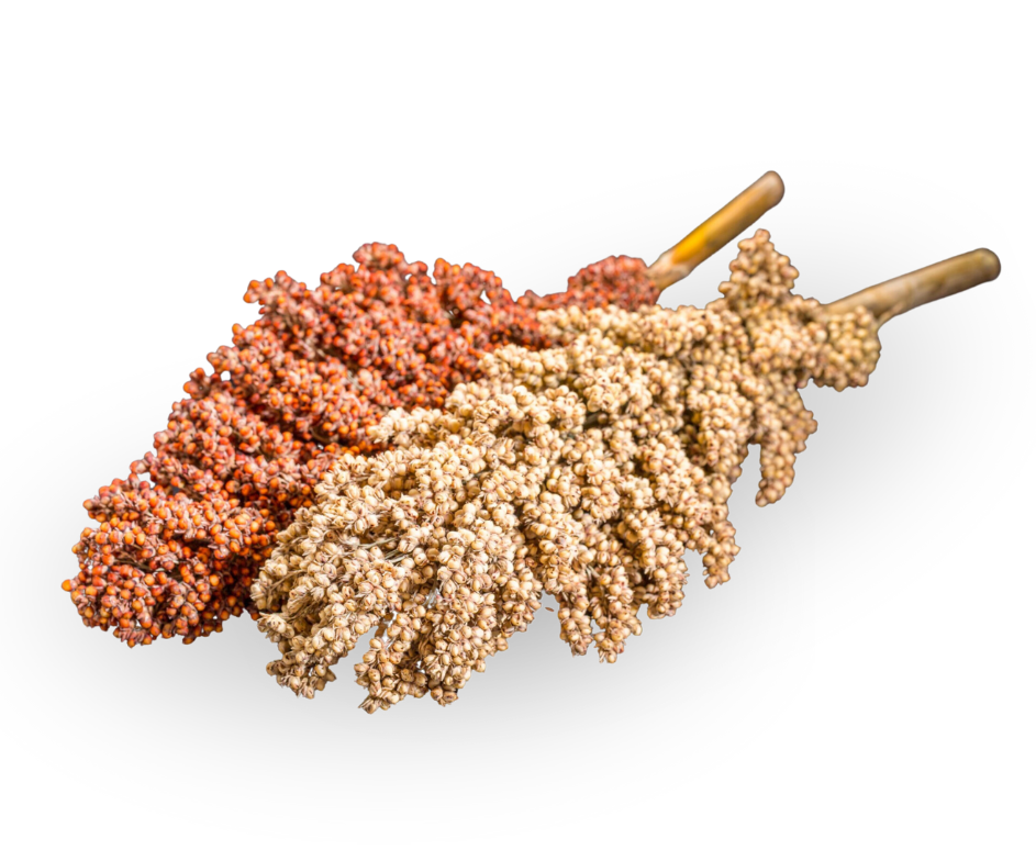 Sorghum