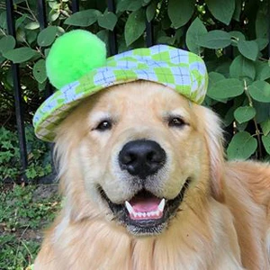 Check out how Lord Jameson helped Golden Retriever with organic dog treats.