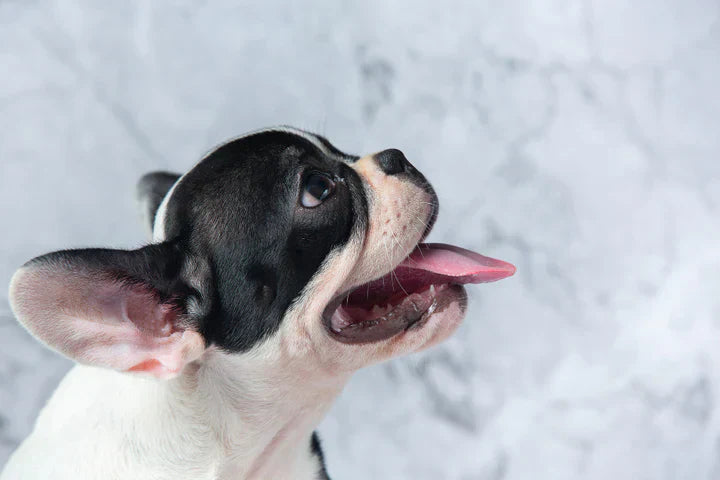 What Are The Best Dog Teeth Cleaning Treats