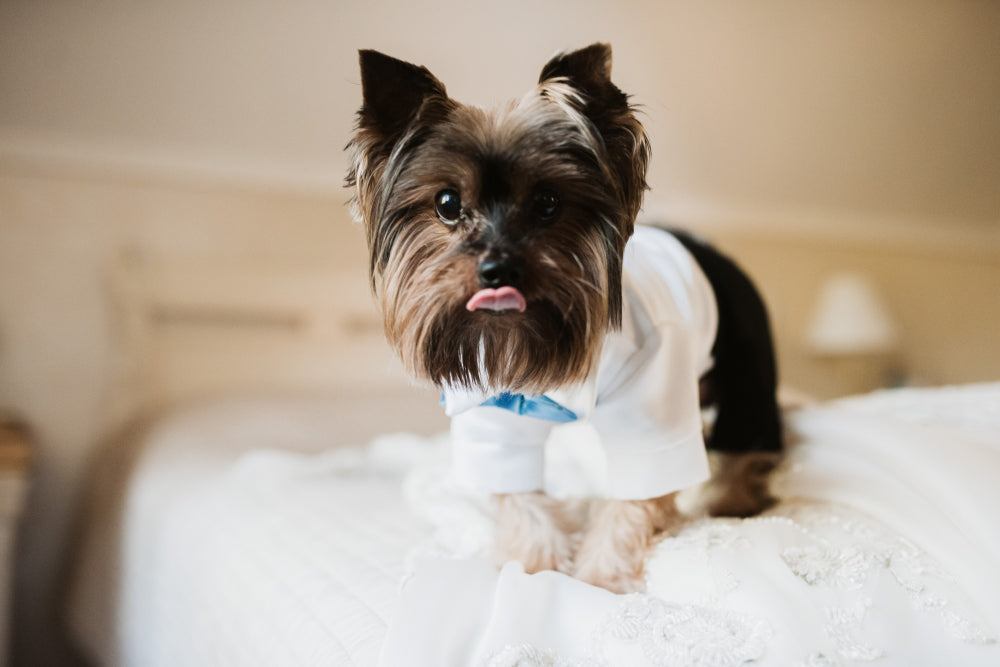 Pill Administration for Dogs with Allergies: A Safe, Organic Approach