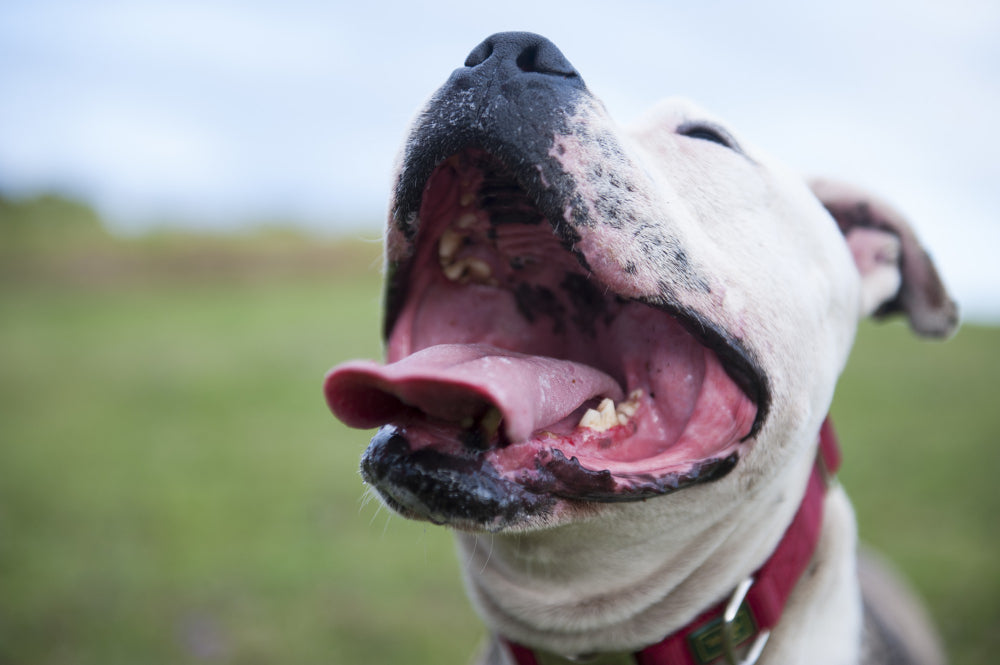 How to Give Your Dog Pills Without Stress: The Ultimate Guide to Dog Medication Administration