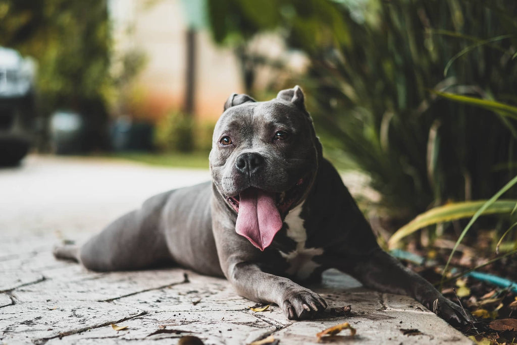 Why Beets & Strawberries Are Superfoods for Dogs: The Perfect Spring Treat!