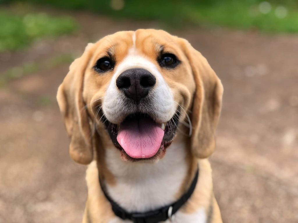 How Long Are Dog Treats Good for After Opening?