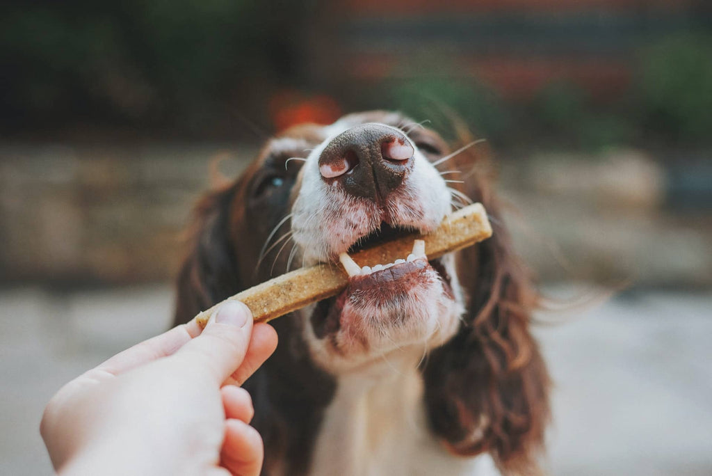 How and When to Give Healthy Dog Treats