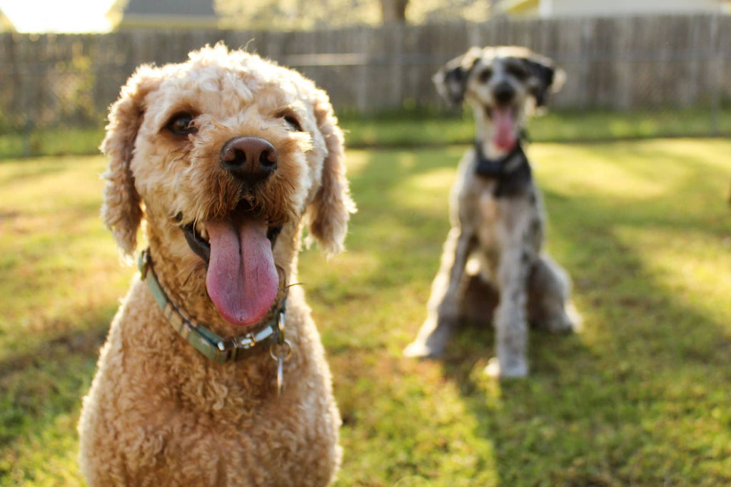 Dog Safety In Hot Weather