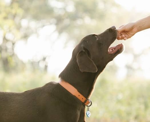 Human Foods Dogs Can And Can't Eat | Lord Jameson