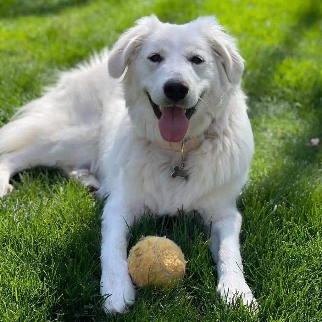 Benefits of Organic Coconut Glycerin for Dogs