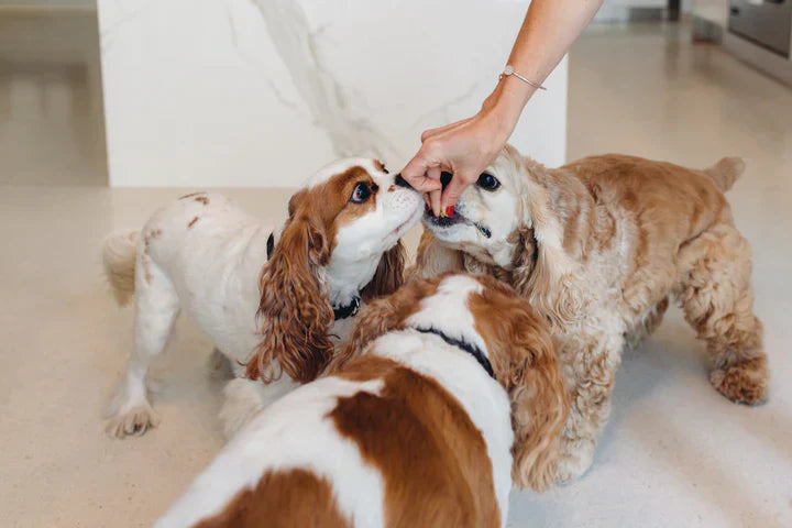 best dog training treats​