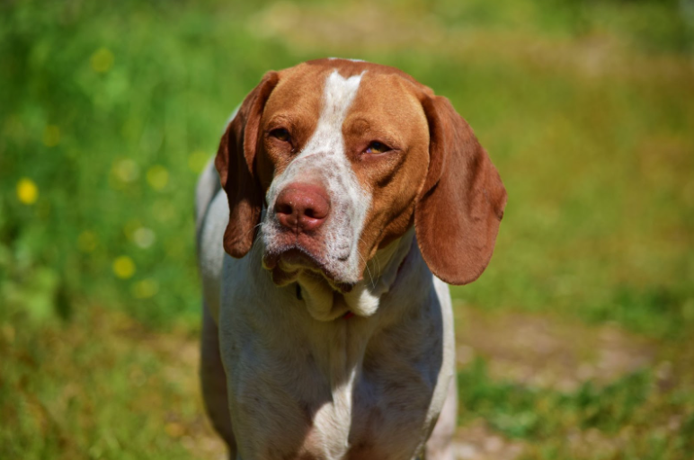 What Treats Can I Give My Dog With Bladder Stones