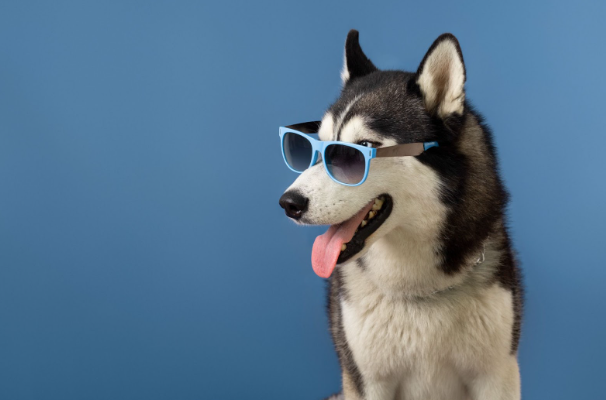 Why Does My Dog Only Listen When I Have Treats?