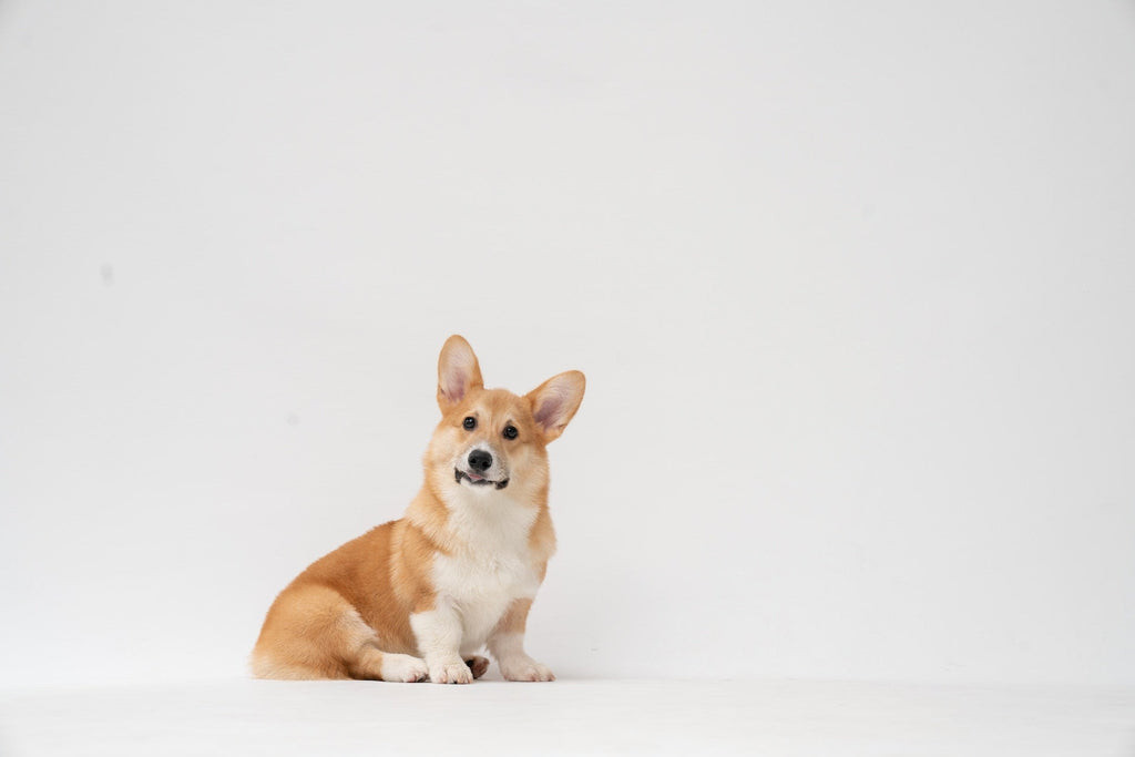 The Benefits of Feeding Organic Dog Treats | Lord Jameson