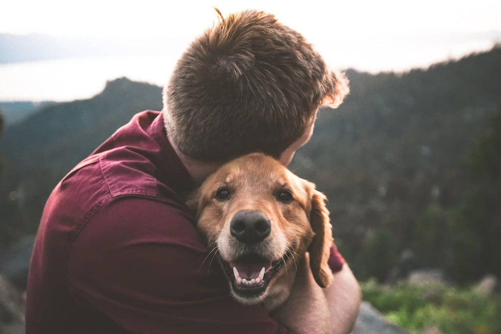 Maintaining Dog Health | Lord Jameson