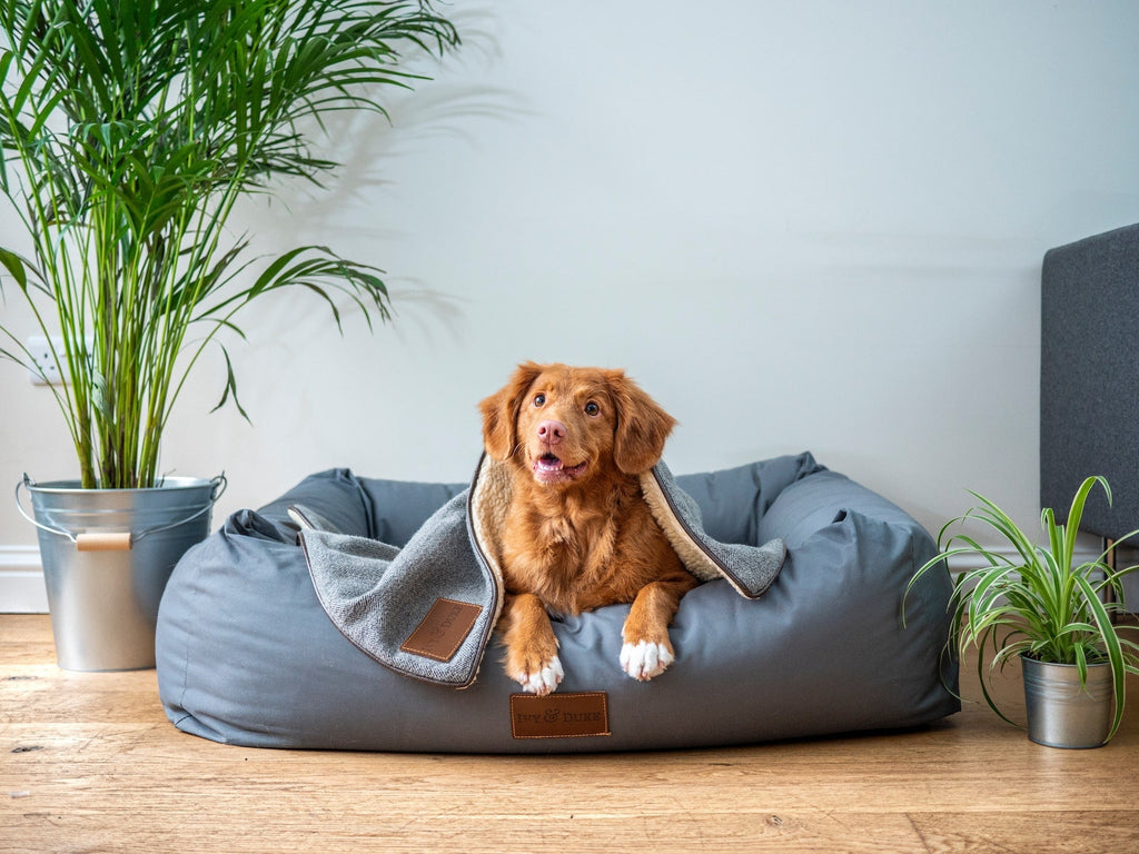 Tips for Shopping for Healthy Dog Treats | Lord Jameson