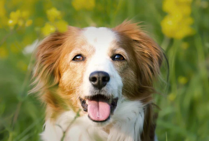 What Treats Can You Give A Dog With Kidney Disease?