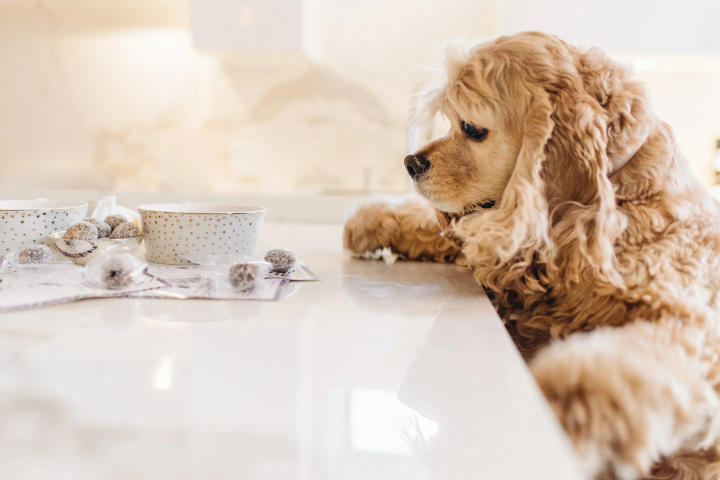 What Are the Best Dog Treats for Small Dogs?