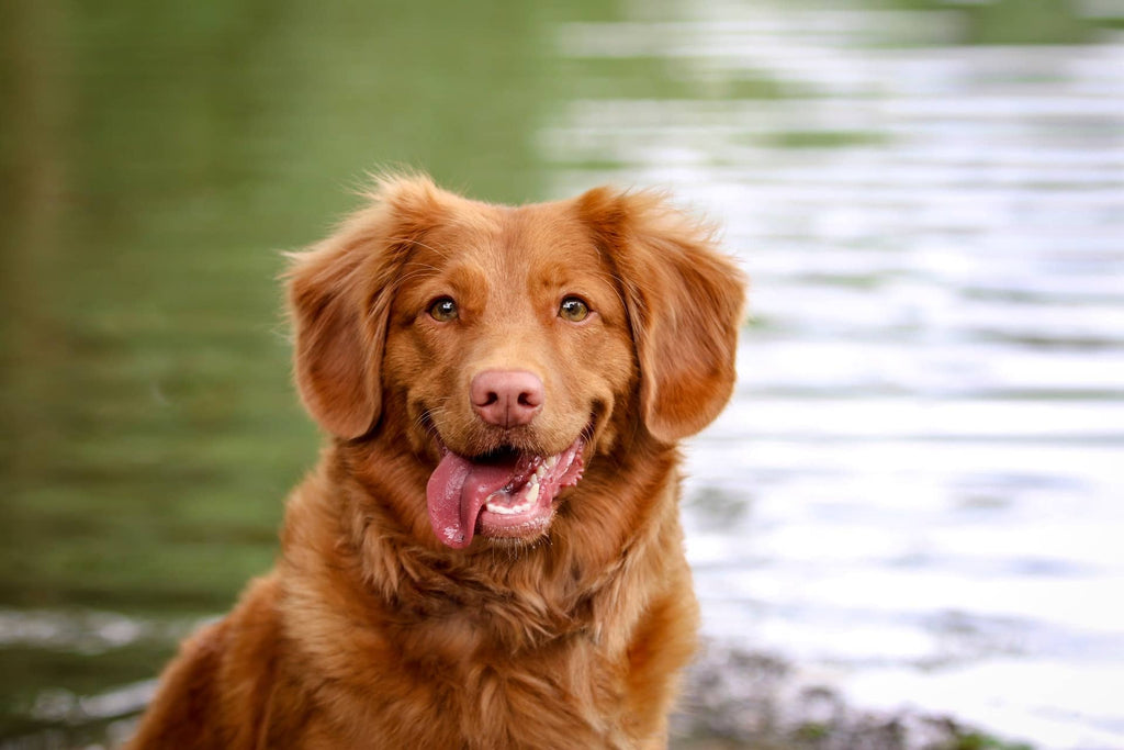 7 Important Ways to Support Your Dog’s Wellness