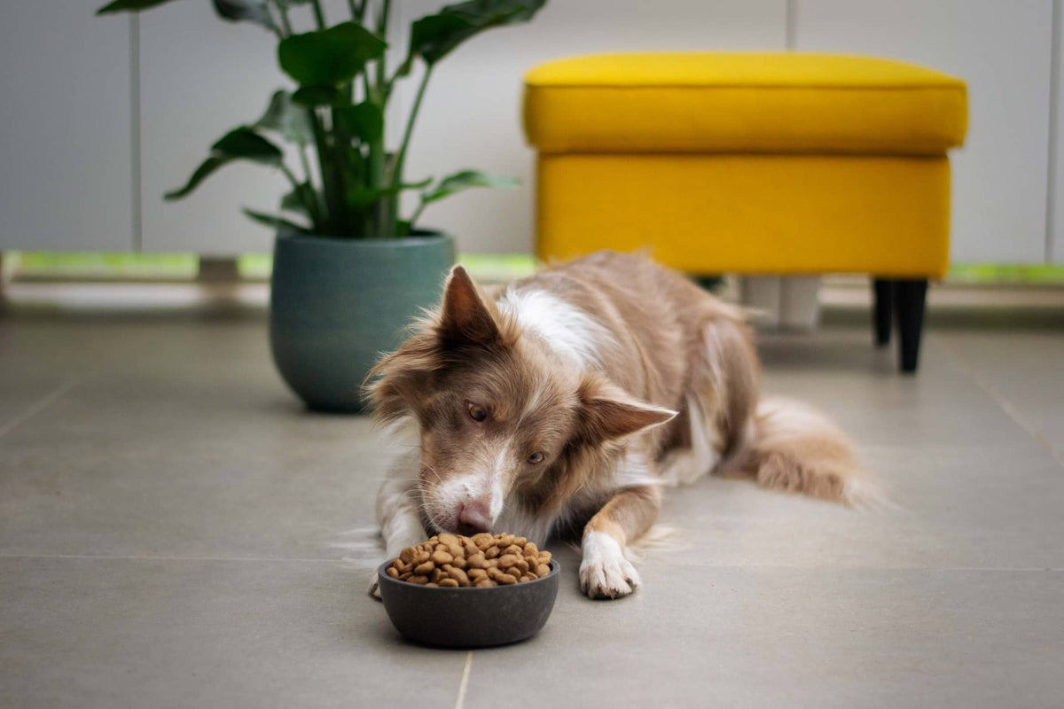Dog not eating treats store
