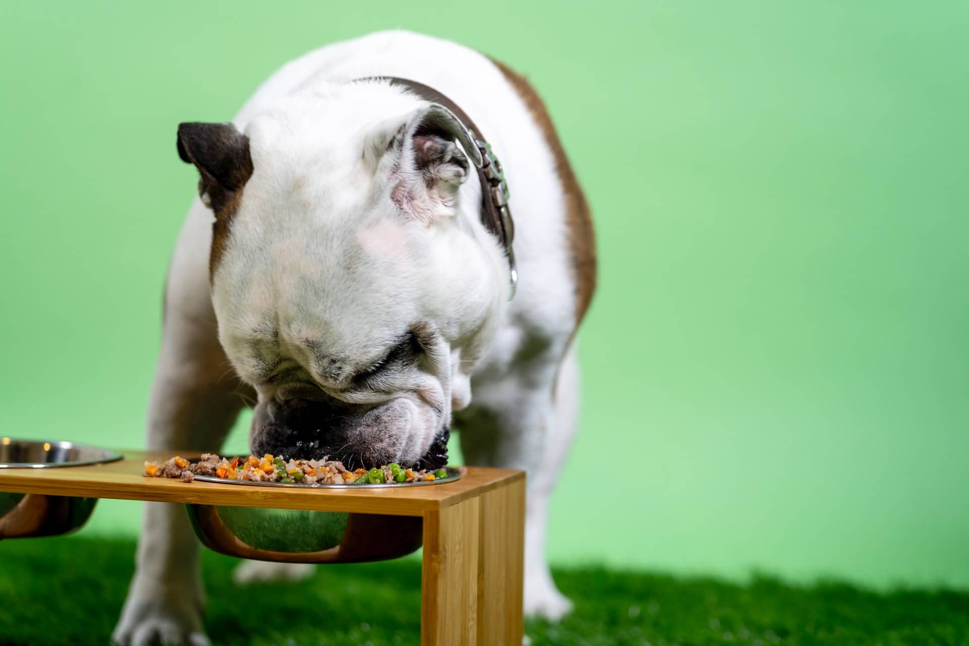 Best Dog Food to Feed Your Dog