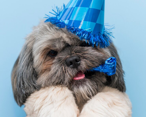 A Festive Hanukkah for Your Dog: Organic Blueberries, Coconut and Superfoods
