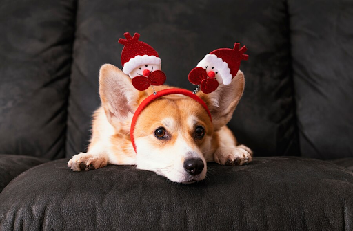 Holiday Treats for Dogs: Special Snacks to Make Your Pet's Christmas Magical