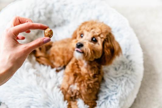 How Many Training Treats to Give a Dog Per Day?
