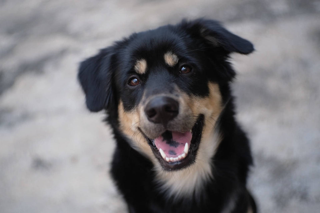 Four Ways to Take Care of Your Dog's Teeth