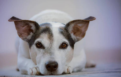 Organic Dog Treats and Long-Term Health | Lord Jameson