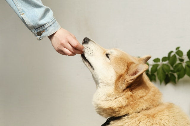 Best Food For Dog Diet 