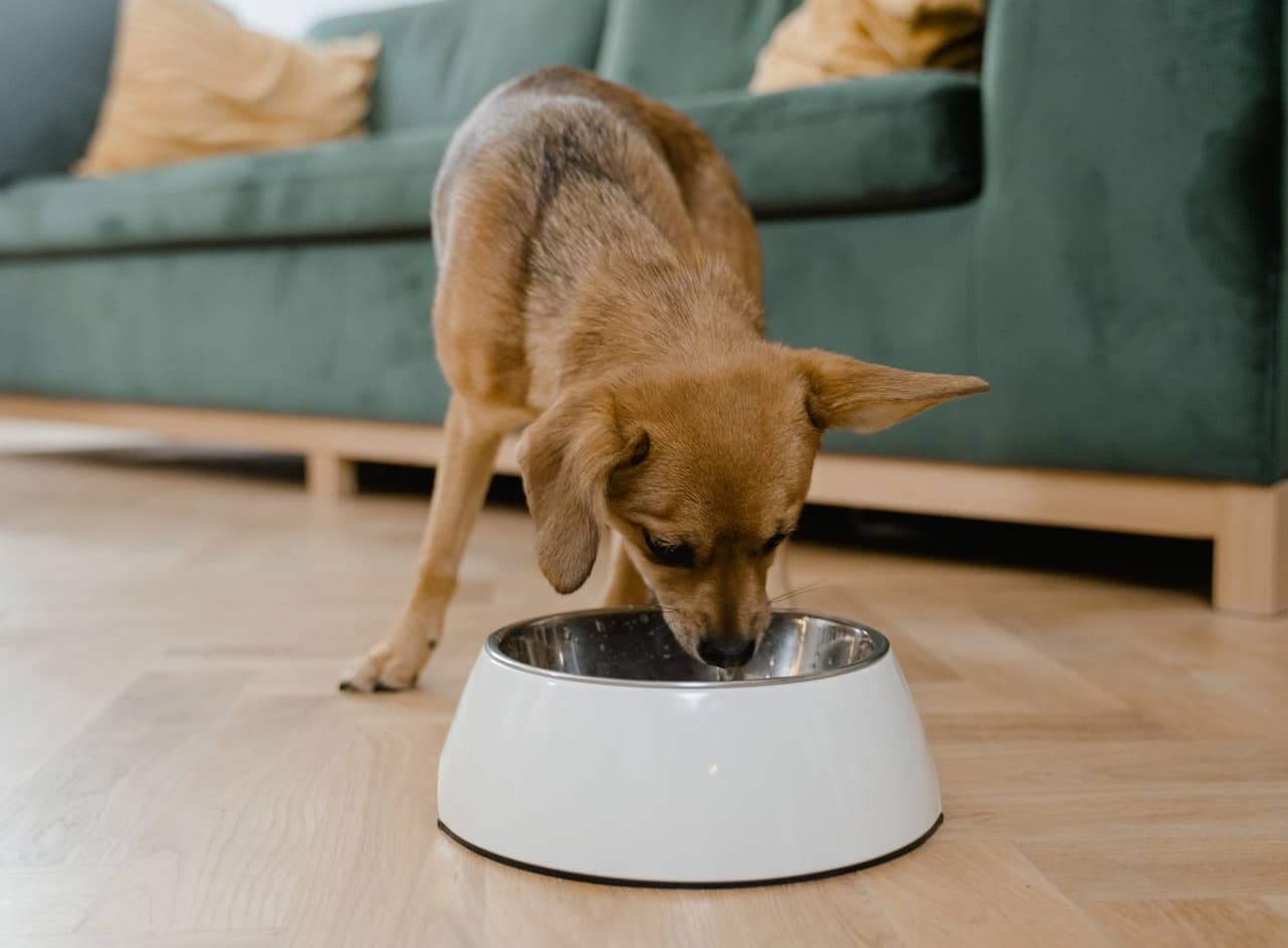 Pros And Cons Of Freeze-Dried Dog Food | LORD JAMESON™