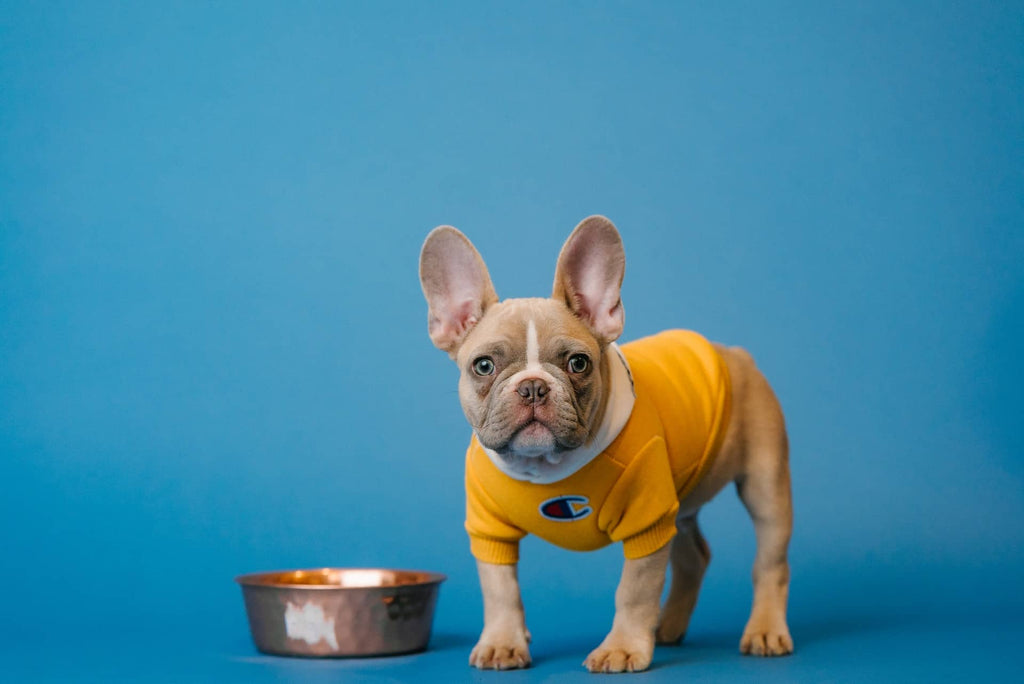  Gluten Free Dog Food 