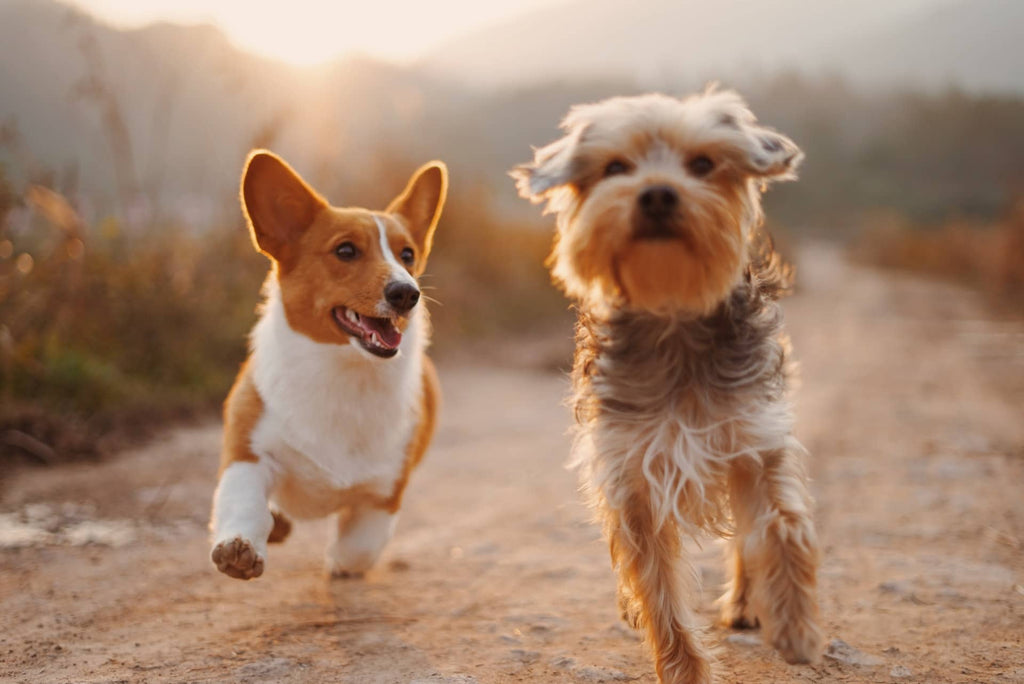 The Best Pill Hiders for Dogs with Sensitive Stomachs: A Complete Guide