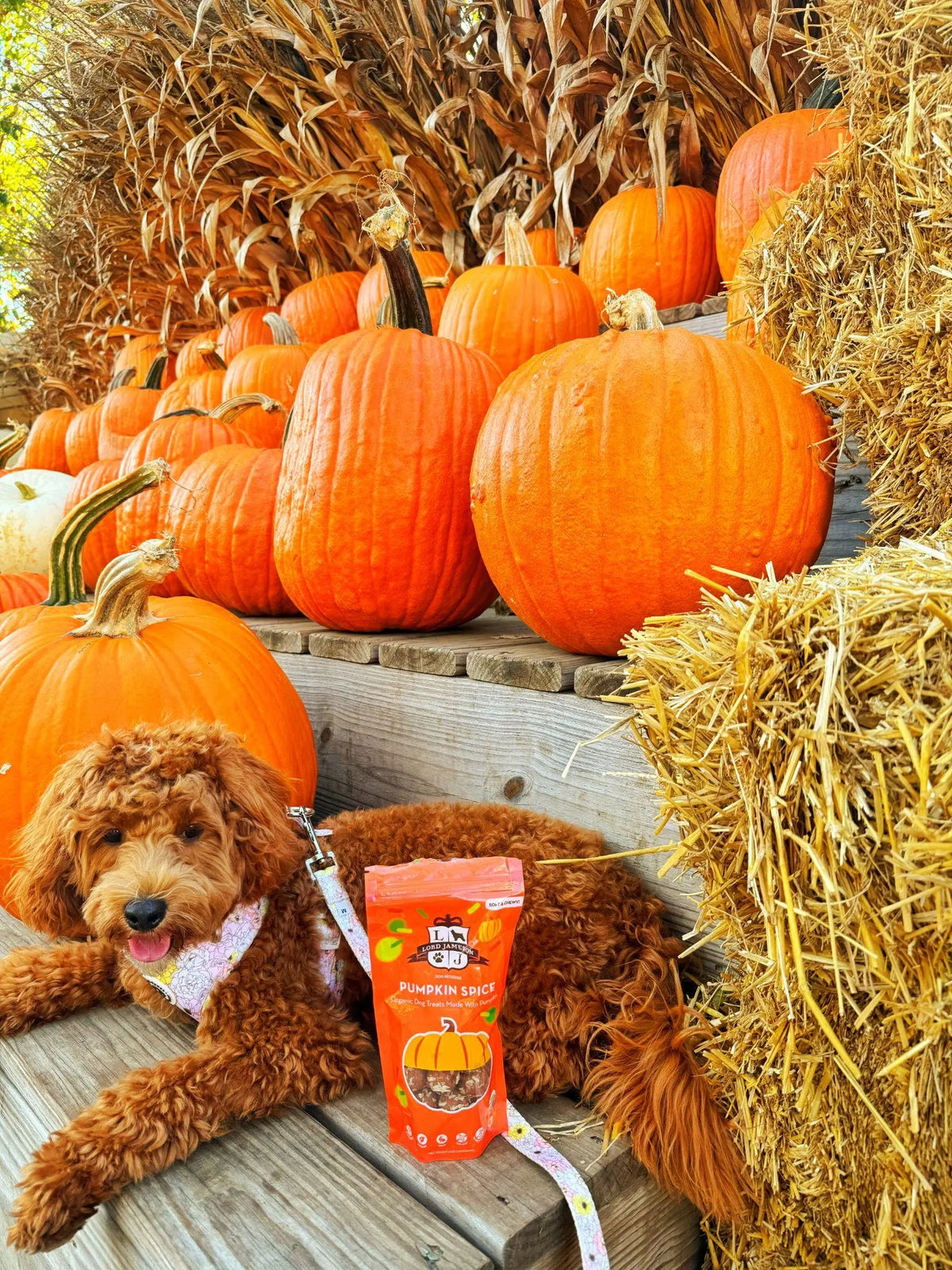  Healthy fall treats for dogs 