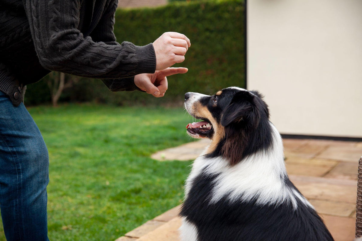 Best Training Treats for Dogs