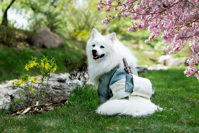 The Importance Of Staying Active Not Only For You, But For Your Dog Too!