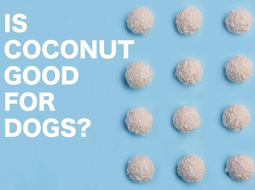 Health Benefits of Coconuts for Dogs