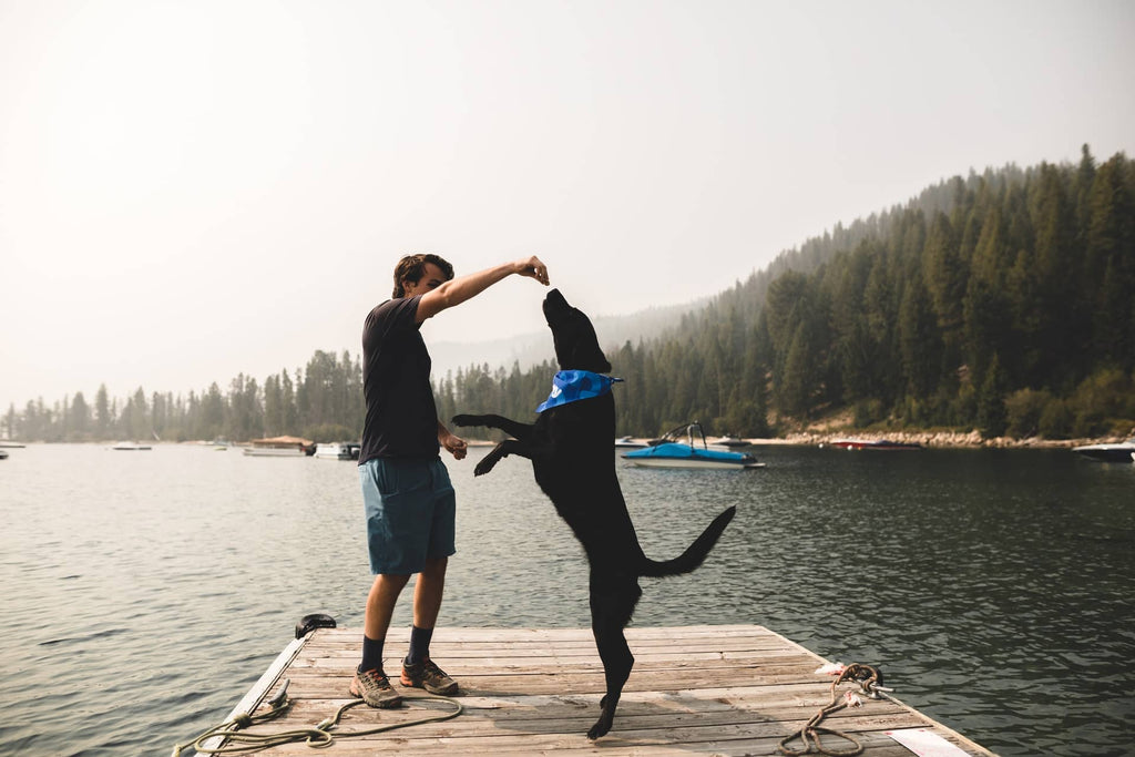 Organic Treats For Dogs | Lord Jameson