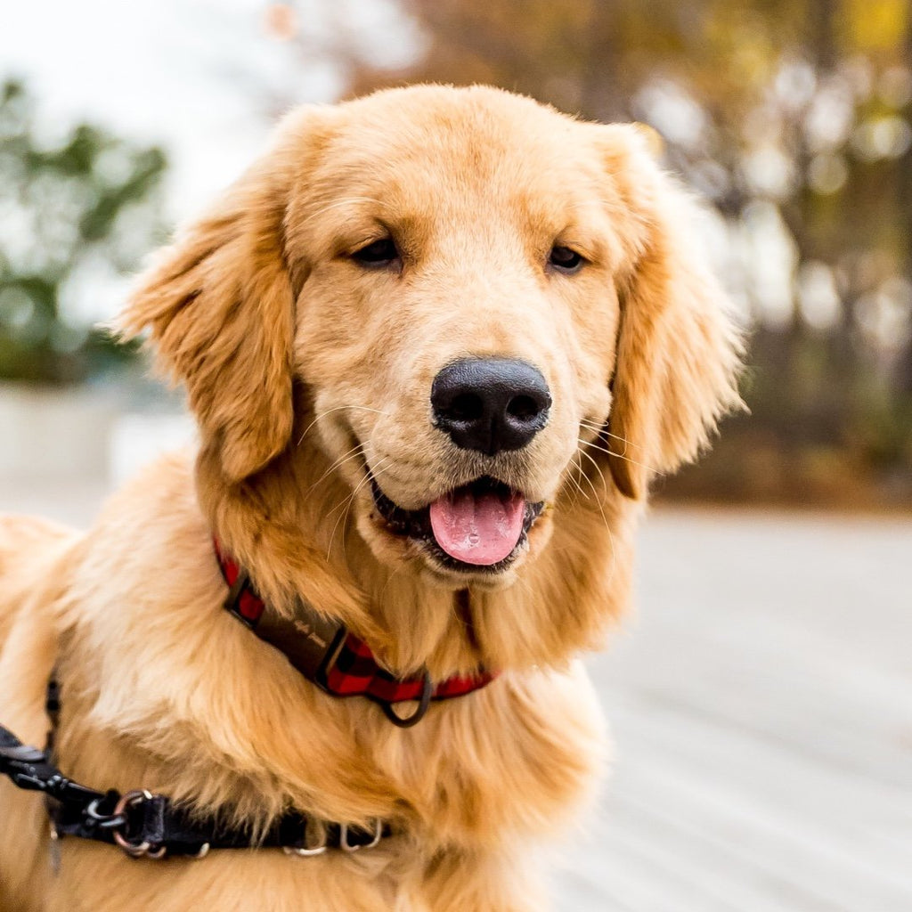 Why Traditional Pill Pockets Fail: The Hidden Dangers in Commercial Dog Pill Hiders