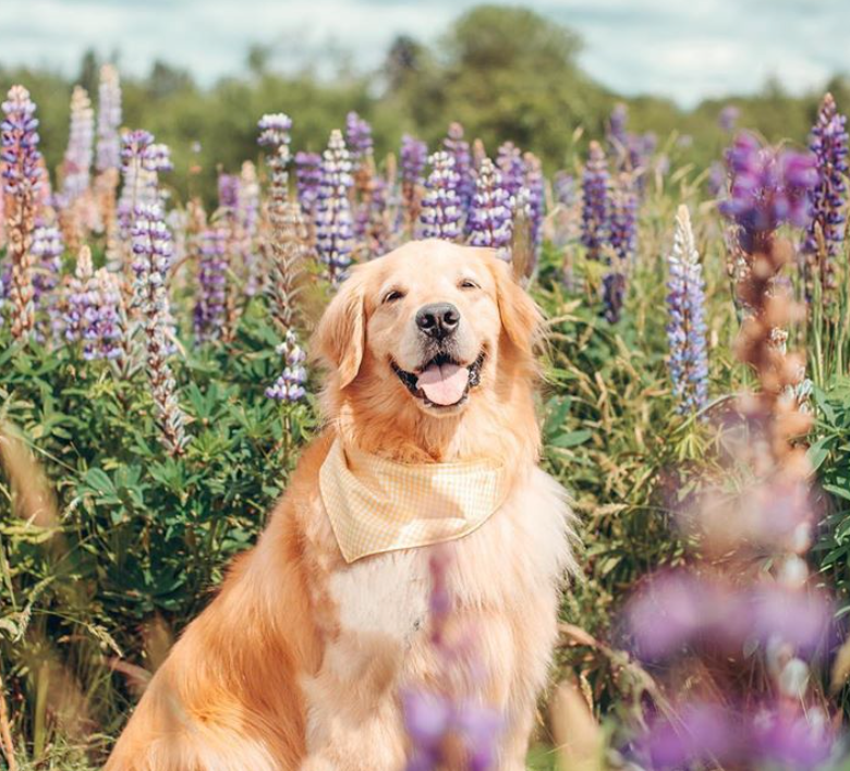 10 Cute Dogs on Instagram