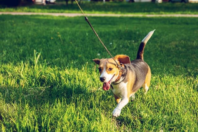10 Spring Activities To Do With Your Dog