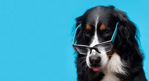 A cool-looking dog with sunglasses | Lord Jameson