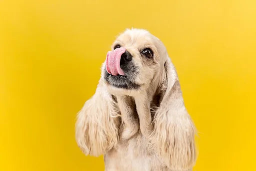 Organic Dog Treats for Dental Health