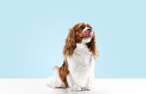 Cavalier King Charles Spaniel sitting with the tongue out, looking up | Lord Jameson